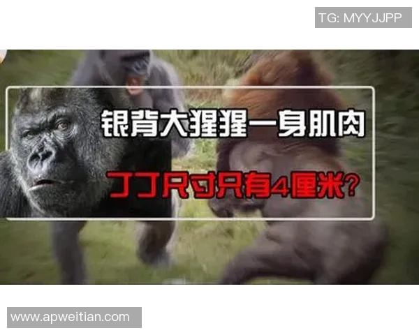 绝美高清丁丁足球球星壁纸大全带你感受绿茵场上的激情时刻 绝美高清丁丁足球球星壁纸大全带你感受绿茵场上的激情时刻